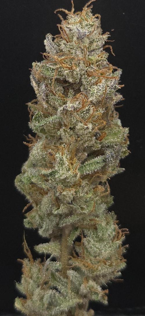 Mimosa Cherry Kush. Week 16