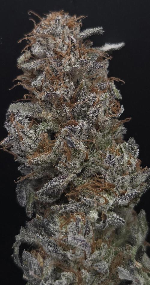Mimosa Cherry Kush. Week 16