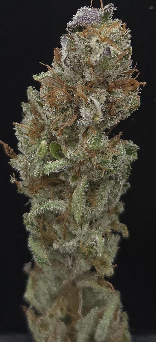 Mimosa Cherry Kush. Week 16