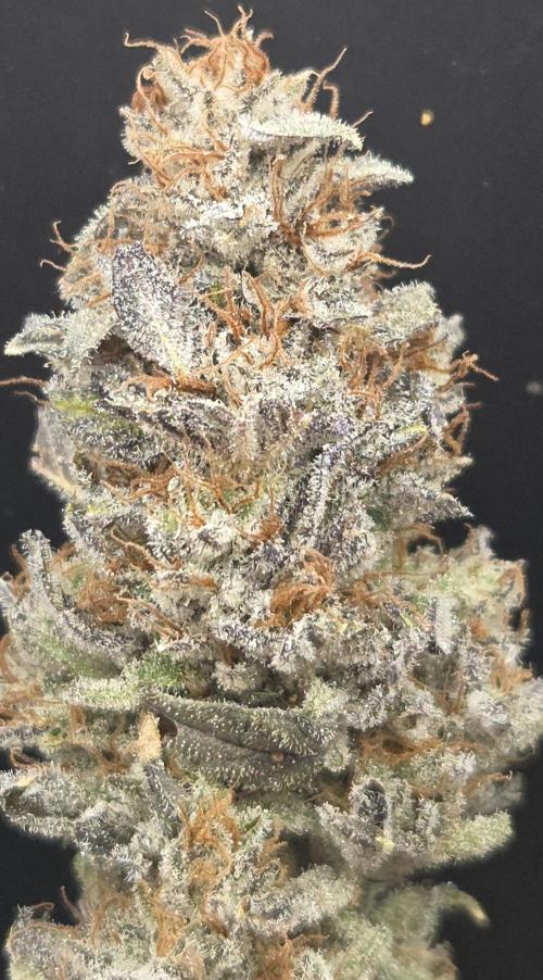 Mimosa Cherry Kush. Week 16
