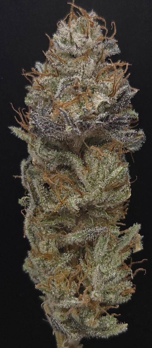 Mimosa Cherry Kush. Week 16