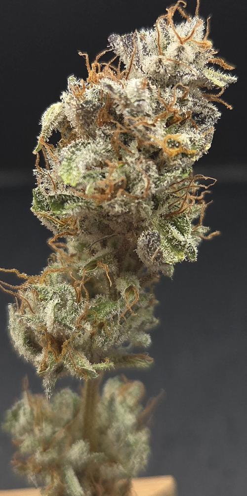 Mimosa Cherry Kush. Week 16