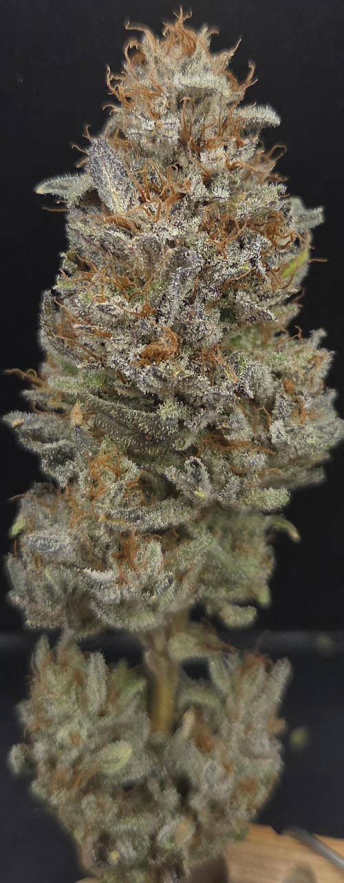 Mimosa Cherry Kush. Week 16