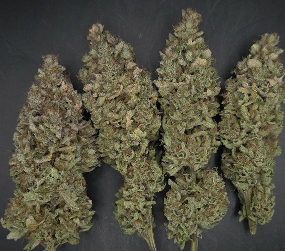 Zkittlez. Week 16