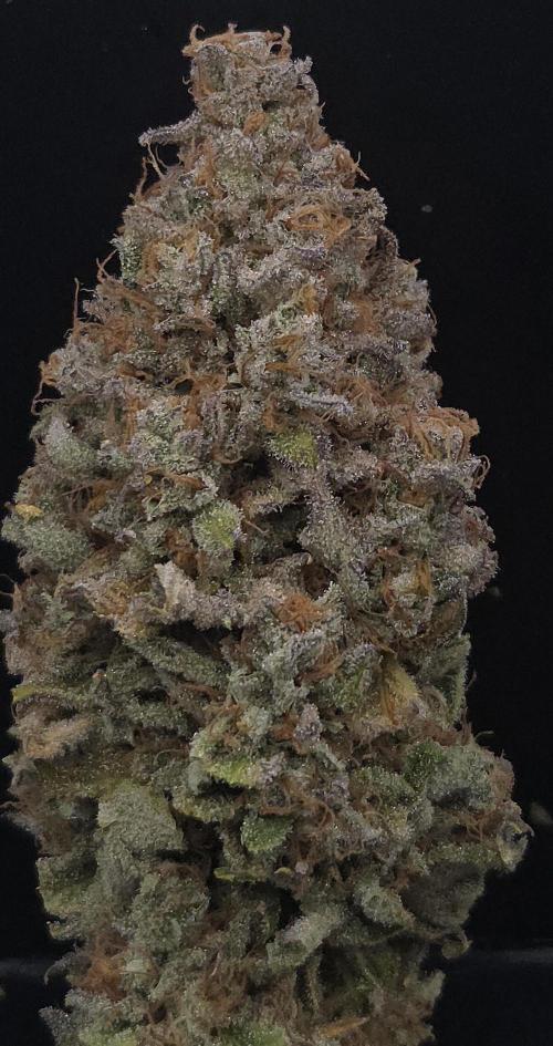 Zkittlez. Week 16