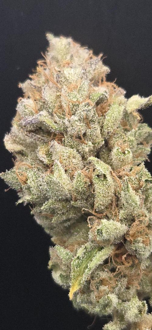 Zkittlez. Week 16