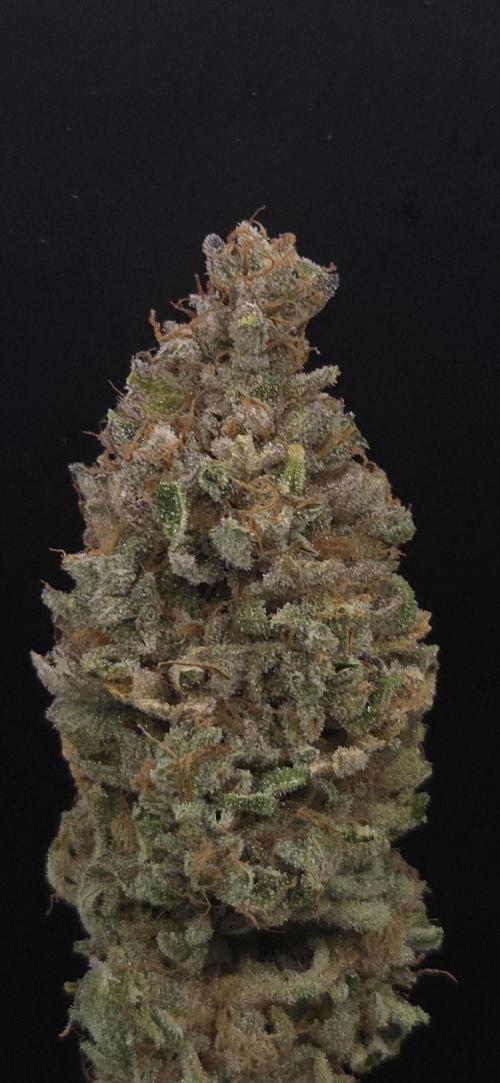 Zkittlez. Week 16
