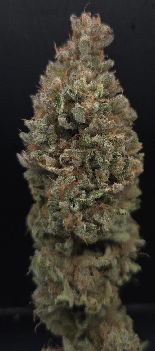 Zkittlez. Week 16