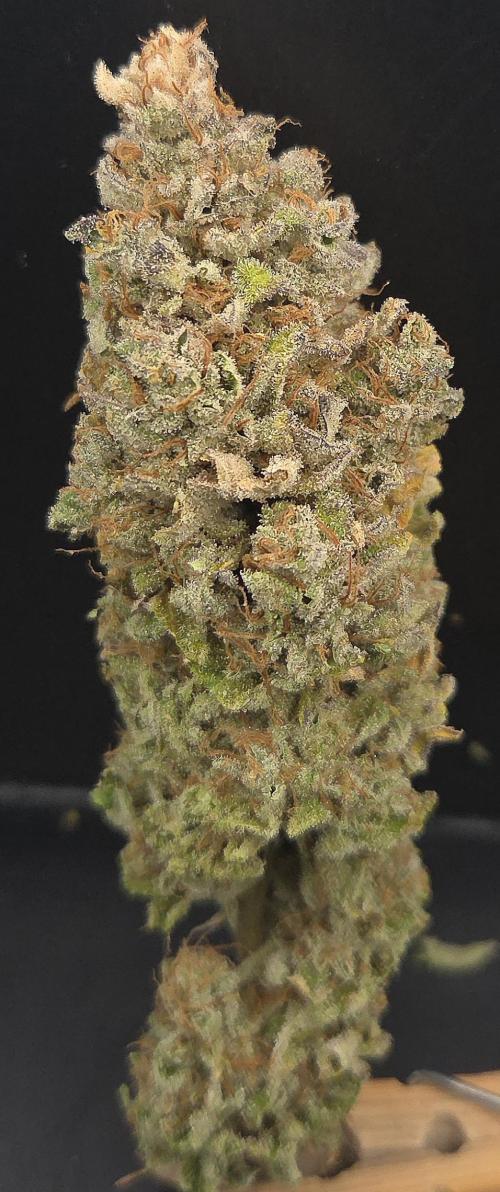 Zkittlez. Week 16