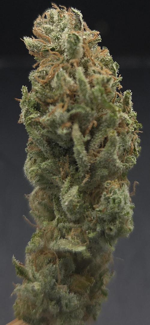 Zkittlez. Week 16
