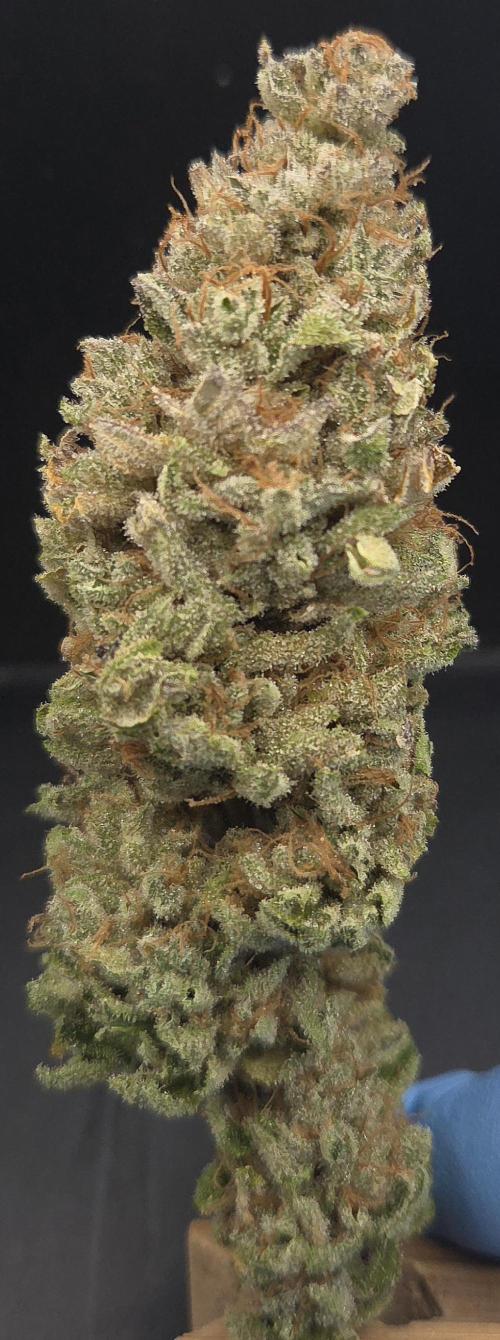 Zkittlez. Week 16