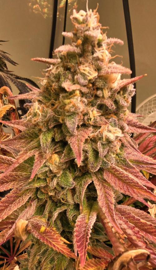 Zkittlez. Week 16