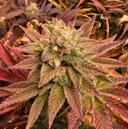 Zkittlez. Week 16
