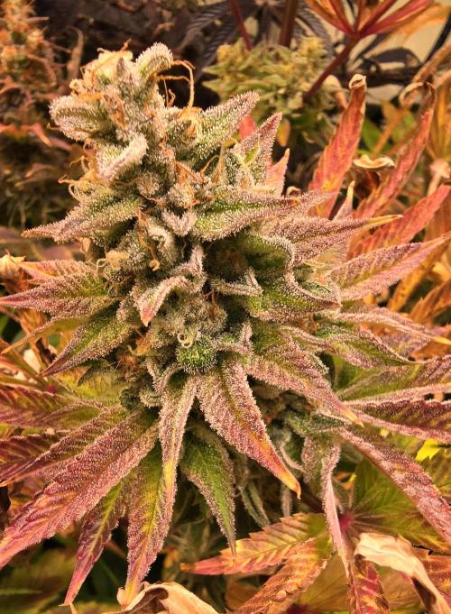 Zkittlez. Week 16