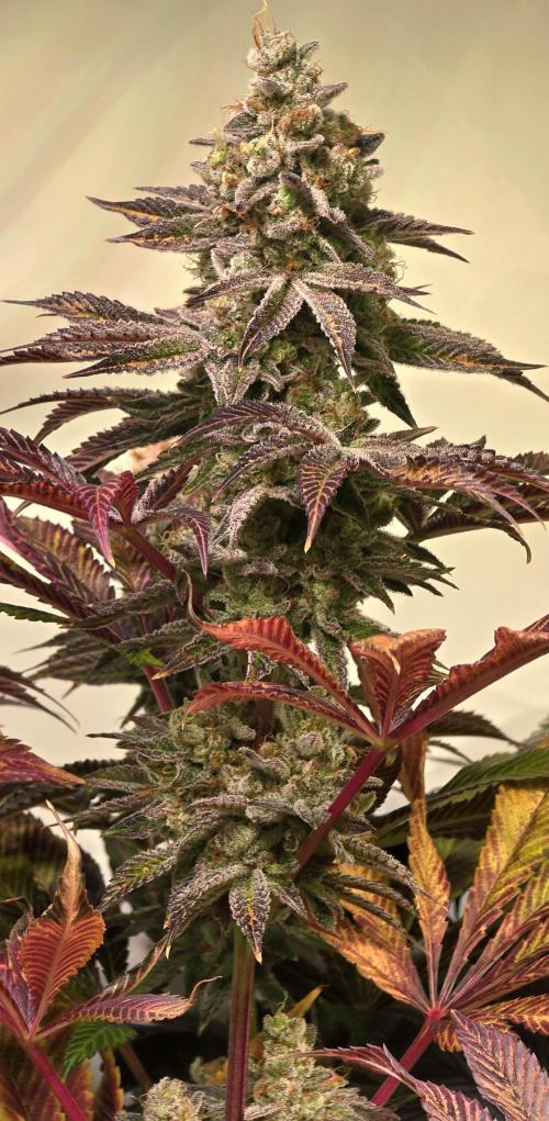 Fishy Zoap. Week 16