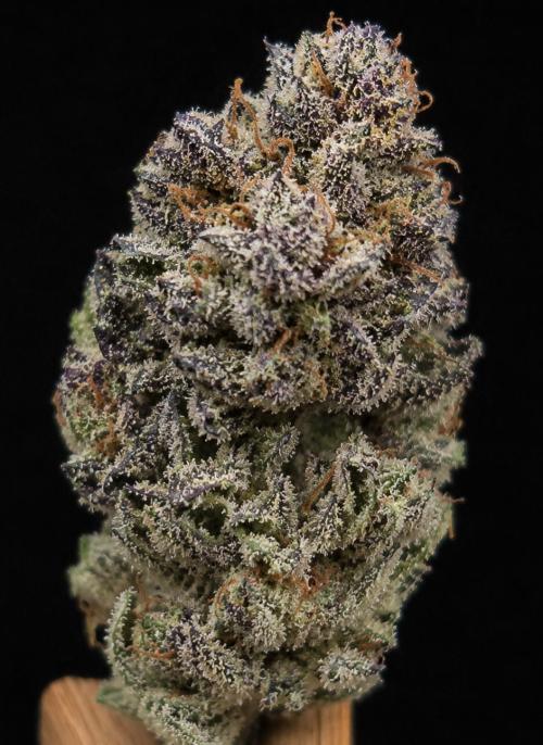 Fruit Cake. Week 16
