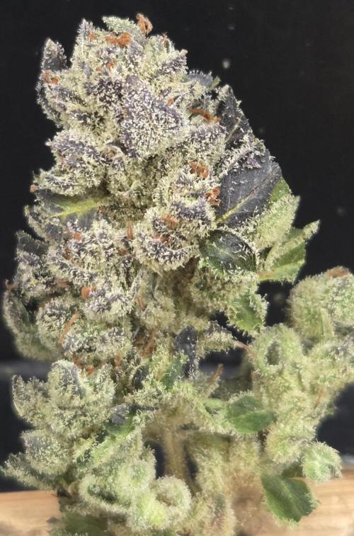 Fruit Cake. Week 16