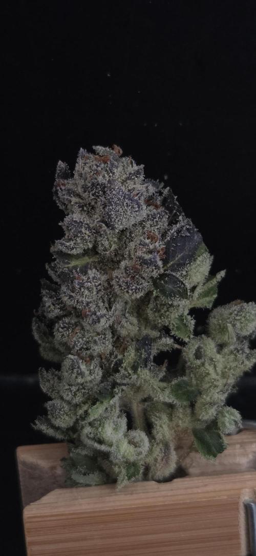 Fruit Cake. Week 16