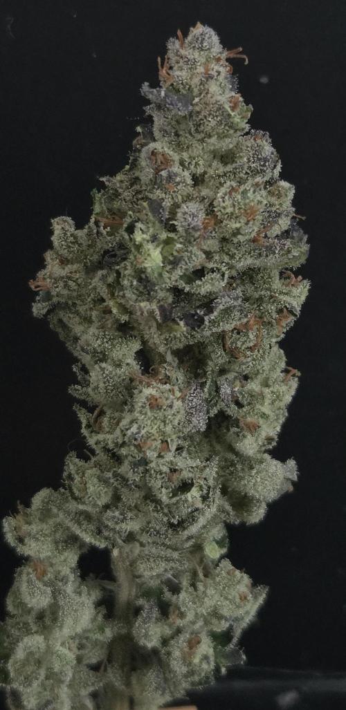 Fruit Cake. Week 16