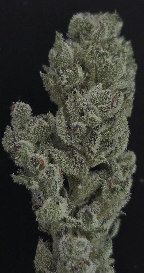 Fruit Cake. Week 16