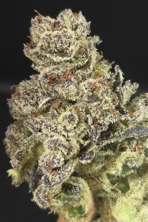 Fruit Cake. Week 16