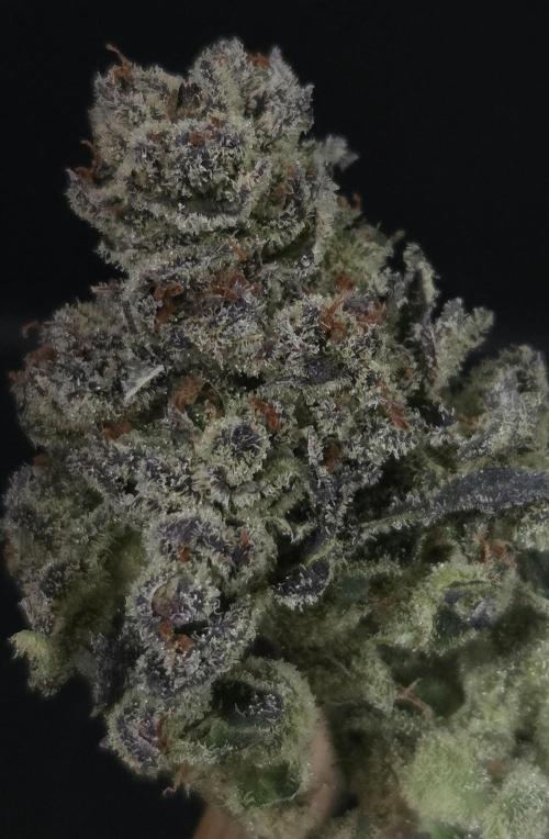 Fruit Cake. Week 16