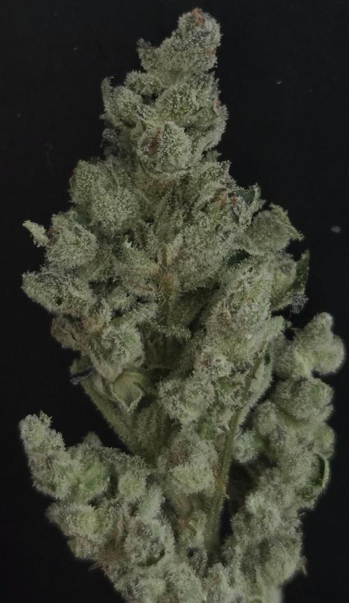 Fruit Cake. Week 16