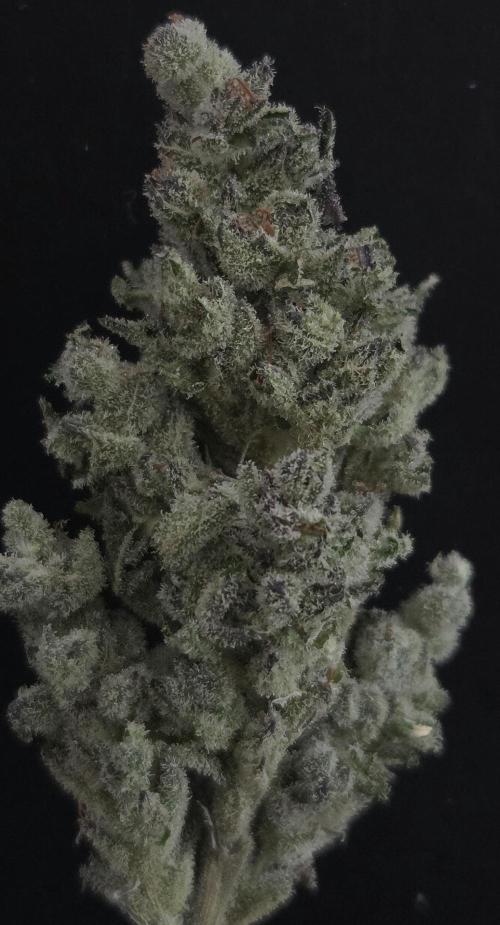 Fruit Cake. Week 16