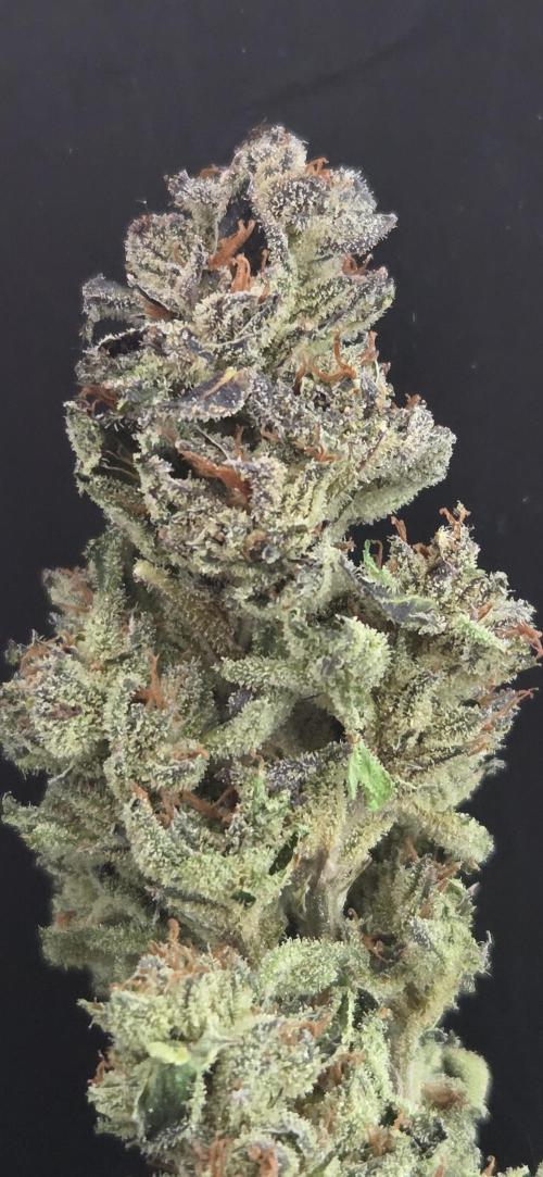 Fruit Cake. Week 16