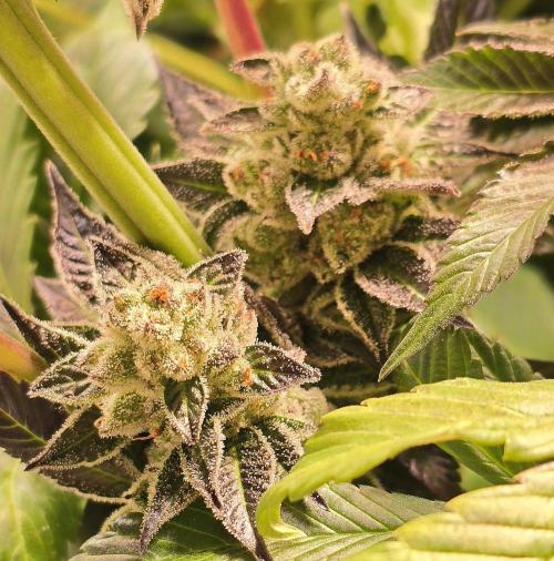 Fruit Cake. Week 16
