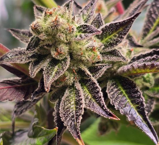 Fruit Cake. Week 16