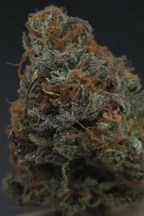 Cali Crasher. Week 16