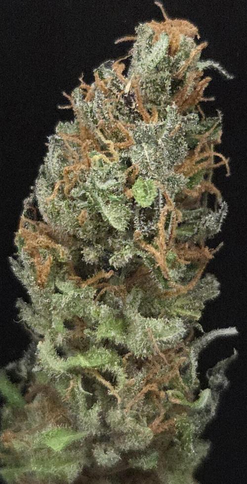 Cali Crasher. Week 16