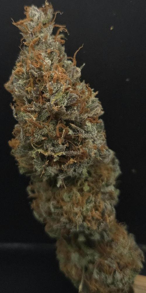 Cali Crasher. Week 16