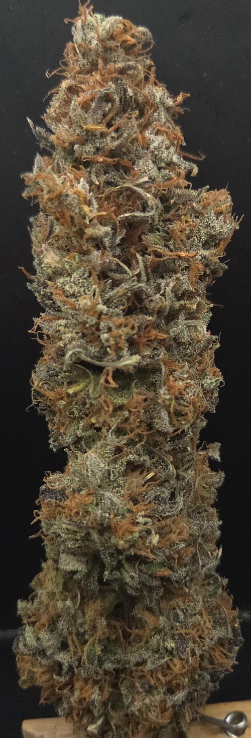 Cali Crasher. Week 16