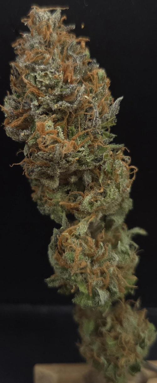 Cali Crasher. Week 16