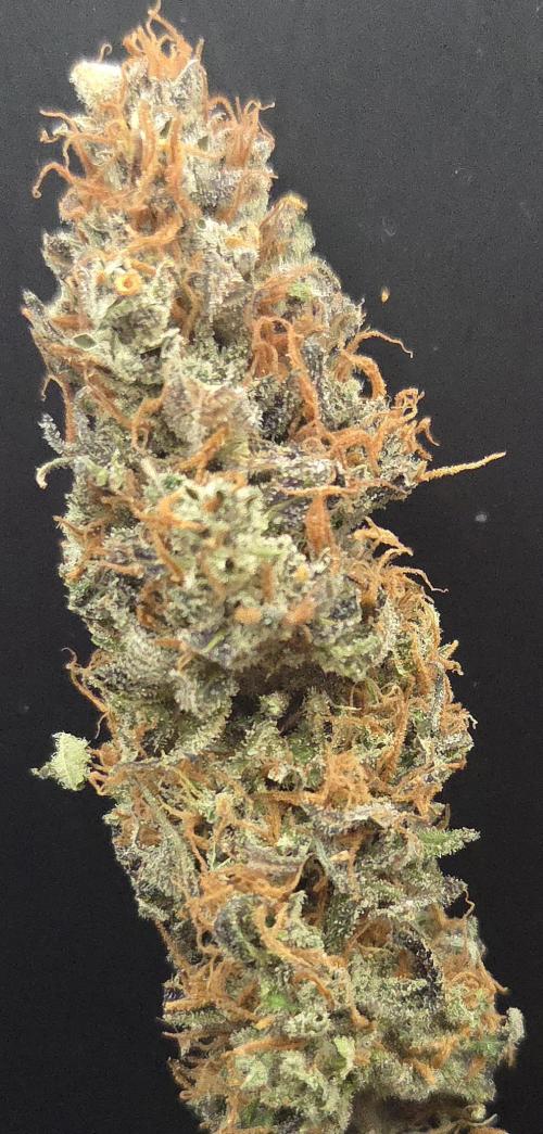Cali Crasher. Week 16