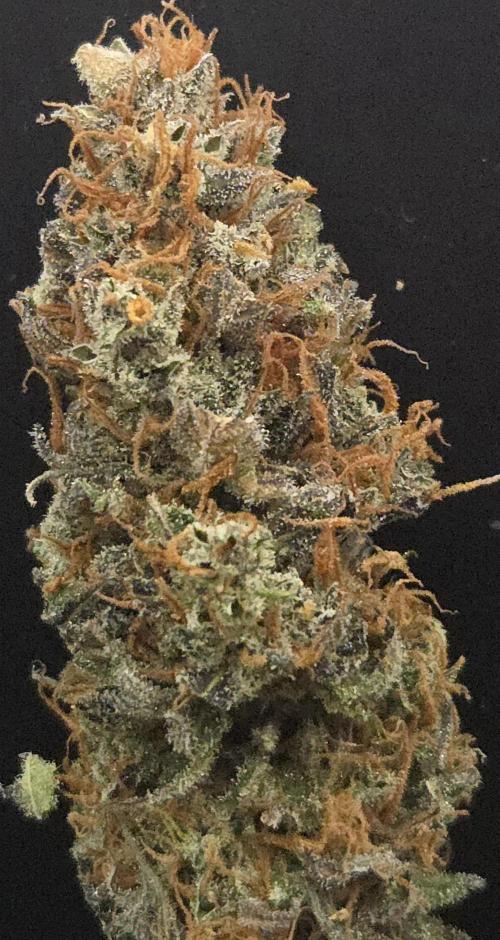 Cali Crasher. Week 16