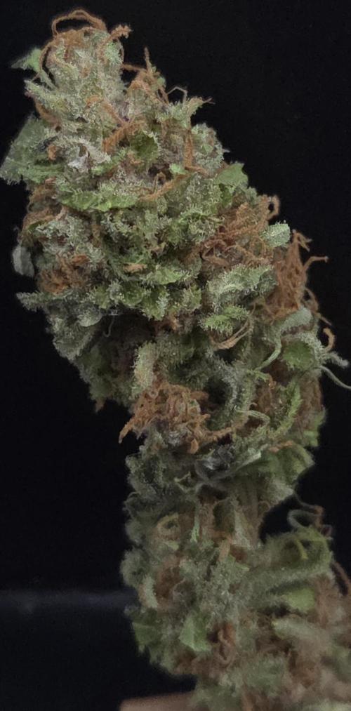 Cali Crasher. Week 16
