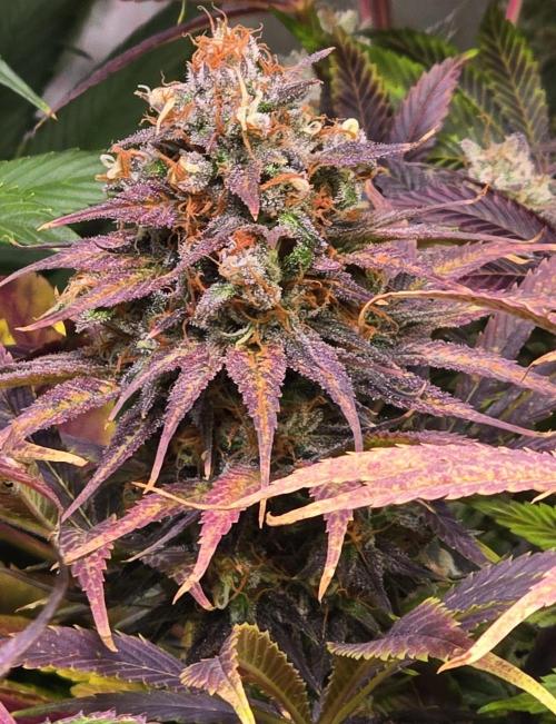 Cali Crasher. Week 16