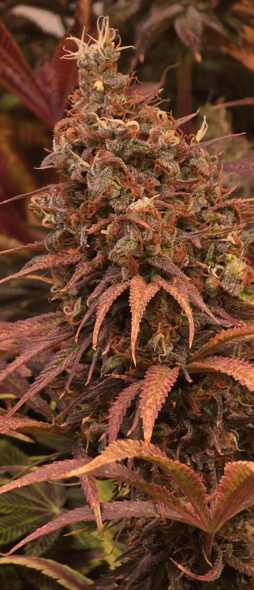Cali Crasher. Week 16