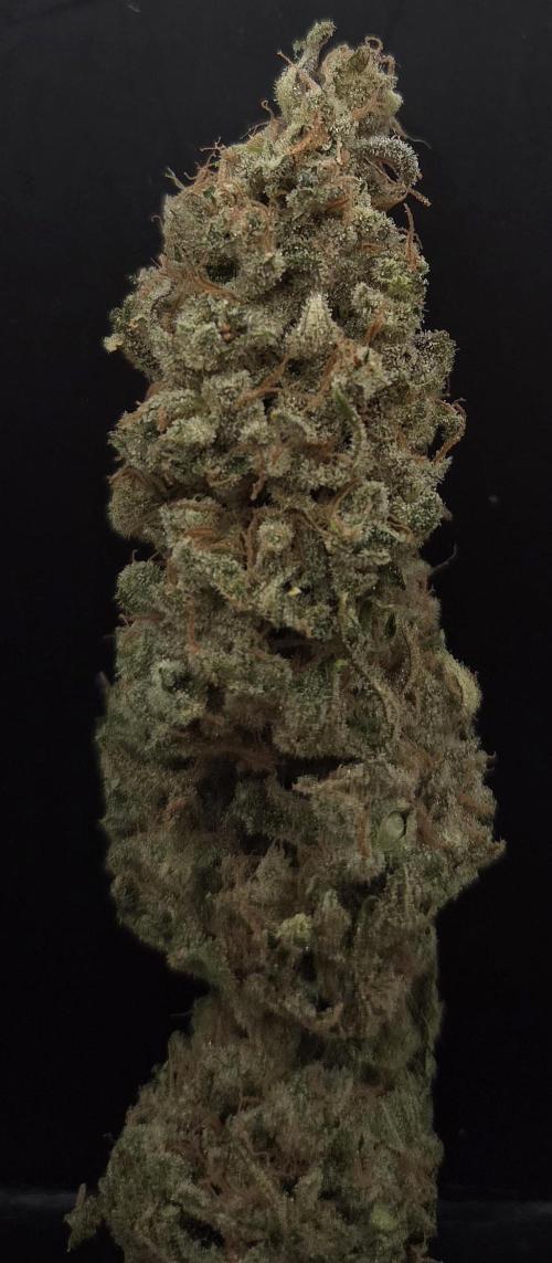 Biscotti Vanilla. Week 16