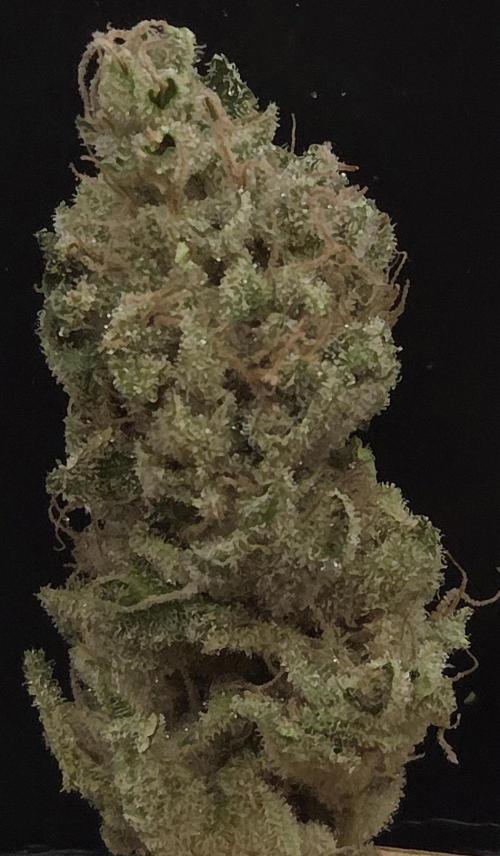 Biscotti Vanilla. Week 16