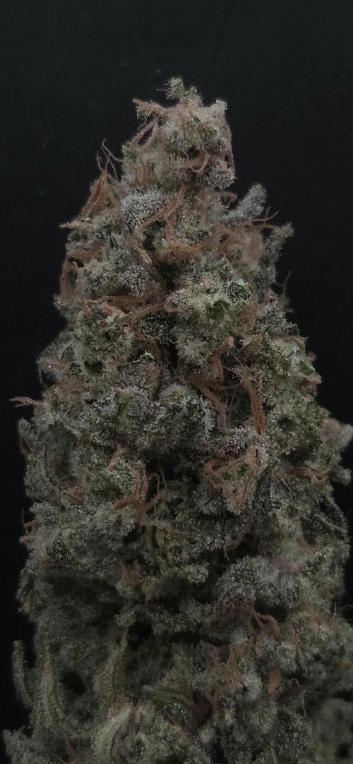 Biscotti Vanilla. Week 16