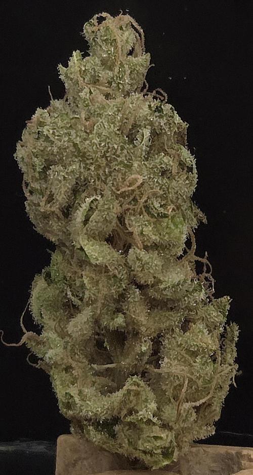 Biscotti Vanilla. Week 16