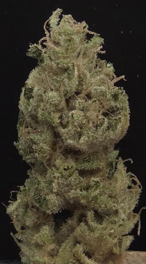 Biscotti Vanilla. Week 16