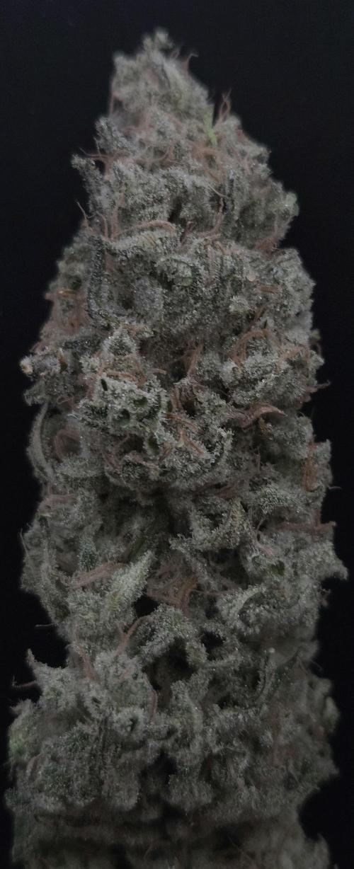 Biscotti Vanilla. Week 16