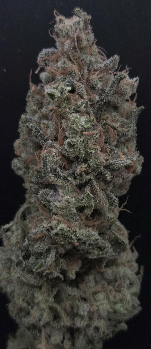 Biscotti Vanilla. Week 16