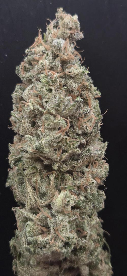 Biscotti Vanilla. Week 16