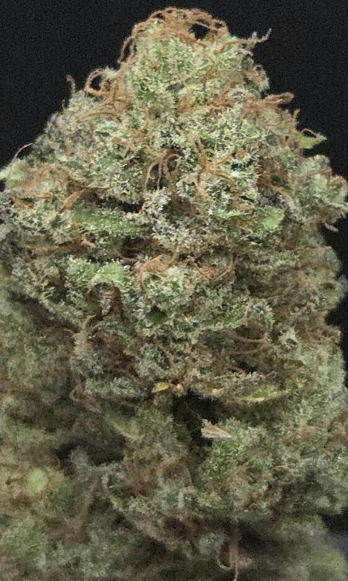 A.Moonrocks #3. Week 16